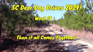 SC Deer Dog Drives 2024! Week 14... Then it all Comes Together!!