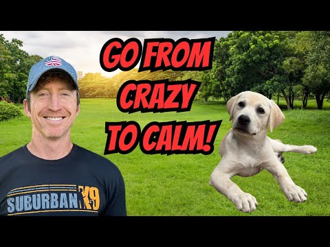 How To Calm Down a Crazy Puppy With Heel, Sit and Stay!