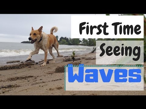 Rescue Dog Sees Waves for the VERY FIRST TIME