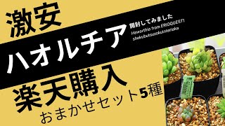 【楽天】ハオルチアおまかせ5種類セット開封【ERIOQUEST/エリオクエストさんにて購入】