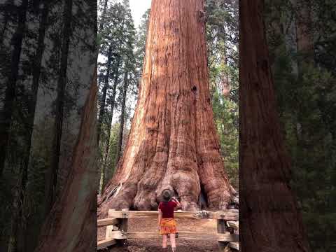 Can you believe this is the worlds largest tree?!🤯🌲#shorts