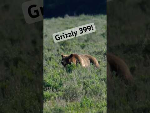 Grizzly 399 in Grand Teton last week! #grizzlies #399 #nationalpark #outdoors #nature #ytshorts #yt