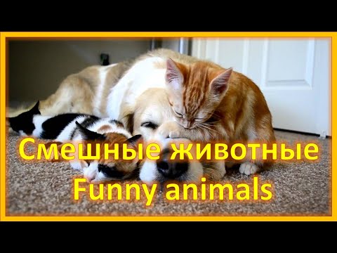 Не могу остановить смех! 😹😻 Смешные животные