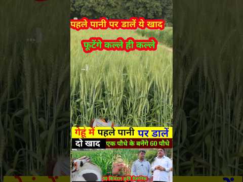 गेहूं में पहले पानी पर क्या डालें // gehun mein pahla pani //  wheat first watering (irrigation)