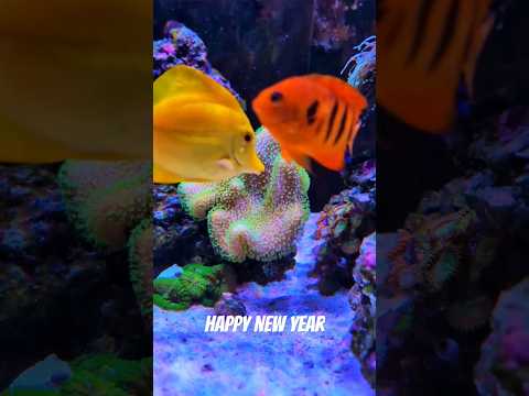 Happy New Year | Glockenspiel #shorts #reef #aquarium #fish #newyear