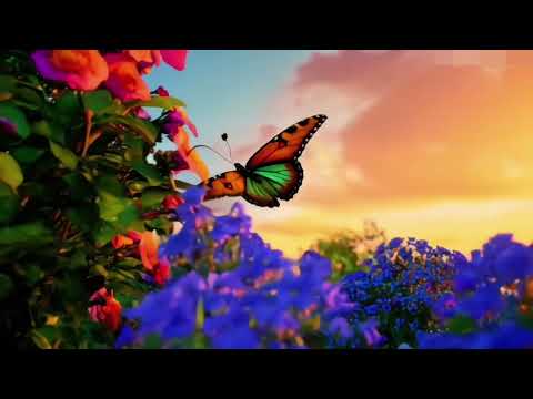 4k Ultra HD copyright free stock/The most beautiful butterfly in flower garden #copyrightfree