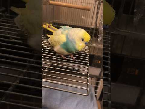 ふぁっふあっインコ #shorts #セキセイインコ #budgie #かわいい #すいちゃん