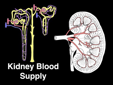 Kidney blood supply