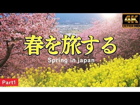 tokyo cherry blossoms /Spectacular views of Japan