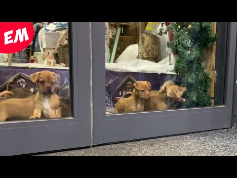 8 Puppies go crazy in the store!