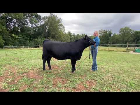 2020 4-H Farm Credit Virtual Showmanship Circuit Show #3 Cattle Video Of The Week Caroline Scarlett