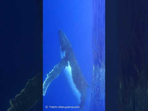 🔊ザトウクジラの歌声！🐳