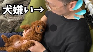 犬嫌いのパパが人の事大好きなトイプードルと暮らした結果…【#トイプードル #デカプー 】