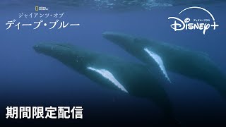 【期間限定フル公開】ナショナル ジオグラフィック 『ジャイアンツ・オブ・ディープ・ブルー』｜Disney+ (ディズニープラス）