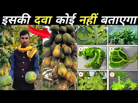 बांझपन, फंगस्, थिरिपस् की दवा लिख लो नहीं तो बर्बाद हो जाओगे। papita ki kheti | papaya farming part2