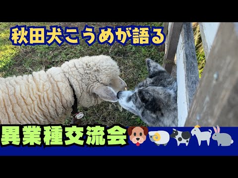 【秋田犬】色んな動物に会ってきたよん