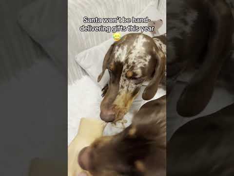 Hilarious Dachshund Destroys Santa's Hand