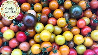 THE BEST WAY TO HARVEST AND STORE YOUR TOMATOES!