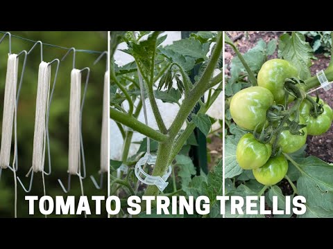 Support tomato plants with string trellis & plastic clips