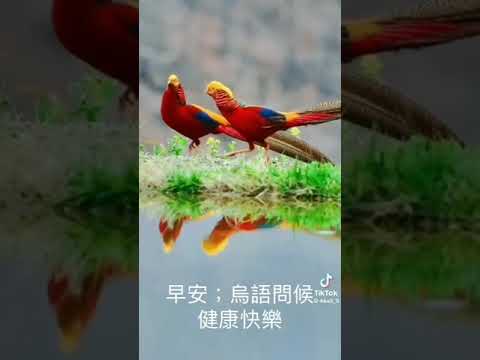 早安 健康快樂（鳥語問後）