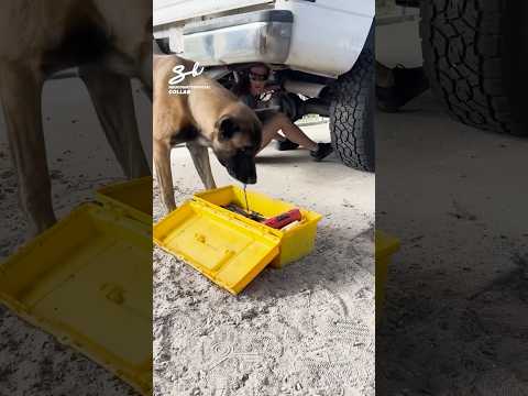 Keeping things on track with their paw-some assistant! 🐶 #dogs #cars #cute