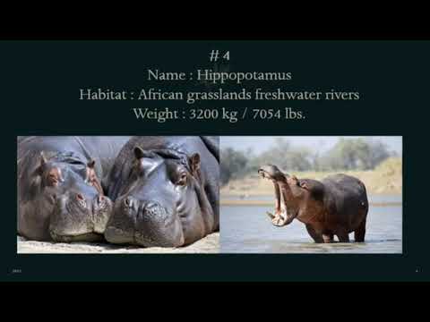 Top 5 Heaviest Animals In The World #shorts @RithvikaMAradhya  @ashisharadhyavlogs7757