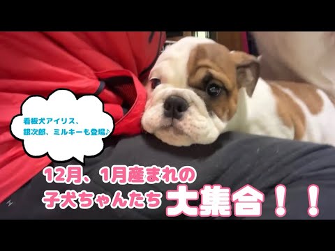 【ブルドッグ】【フレンチブルドッグ】子犬ちゃんたちを遊ばせている様子やご飯を食べている所をお見せします🐶🩷銀ちゃん、プリンちゃんも登場するよー！🌟