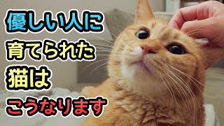 優しい人と暮らしている猫が見せてくれる６つの行動