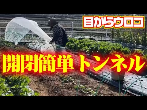 【このやり方は超絶楽ちん】開け閉め楽々風にも強いトンネルかけ【葉ゴボウ】【若ゴボウ】【プラポール】