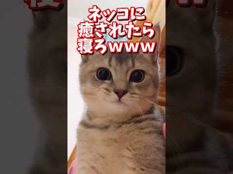 ネッコの動画で癒されたら寝ろｗｗｗ　#2ch #2chまとめ 動物スレ #2ch面白いスレ #動物 #犬 #猫 #癒やし #ねこ動画#ねこ