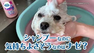 ペットキレイ 犬のシャンプーのやり方　やさしさ泡でもふもふ洗い_「泡シャンプーで洗おう」篇 ／30秒／ライオン