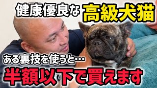 【同業の人ごめんなさい】元ブリーダーが健康優良な犬猫を激安で買う裏技を暴露します