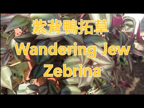 紫背鴨拓草 Wandering Jew Zebrina