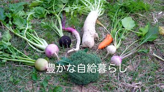 自給暮らしvlog|秋冬野菜の最盛期です！｜家庭菜園の畑から台所まで｜＃49