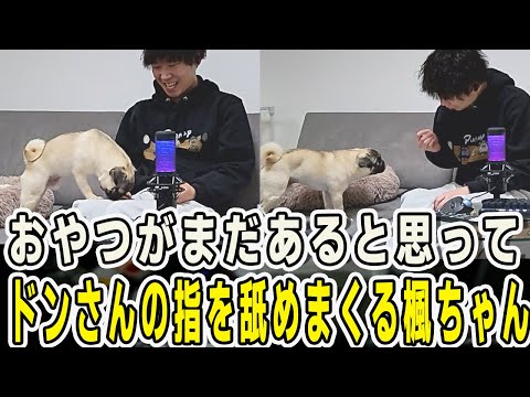 おやつを貰った楓ちゃん！まだあると思ってドンさんの指を舐めまくってしまう【三人称/ドンピシャ/ぺちゃんこ/鉄塔/三人称雑談/切り抜き】