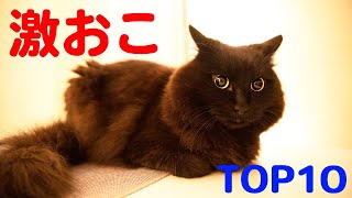 【しゃべる猫】激おこランキング Top10【しおちゃん】