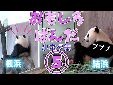 小ネタ集🐼🐾おもしろぱんだ⑤