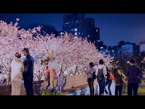 2021台北內湖樂活公園 夜櫻 (JEFF 4K video)-Cherry blossoms Lohas Park Donghu  TAIPEI  #jeff0007