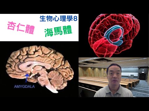 生物心理學08: #杏仁體#海馬體#amygdala #hippocampus