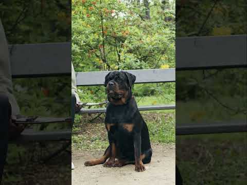 Rottweilers  Calm Pets or Aggressive Beasts