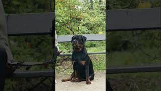 Rottweilers  Calm Pets or Aggressive Beasts