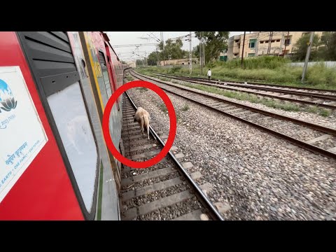 Accelerating train gets close encounter with COW