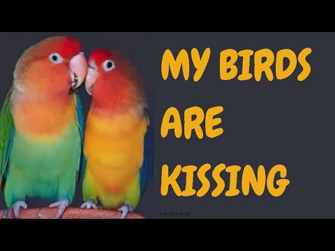 My Birds Are Kissing