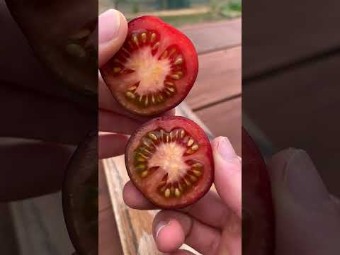 5 Homegrown Tomato Varieties 🍅