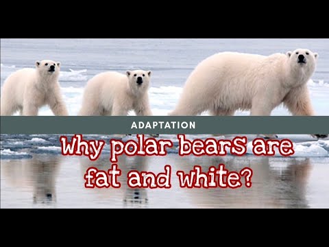 What is adaptation? #habitat #Adaptation