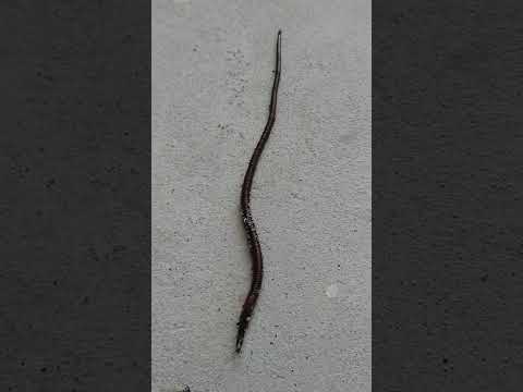 #whatisthis #insects #natural #watersnake #omg #wow #amazing #youtubeshorts