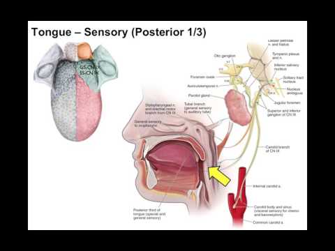 Oral cavity