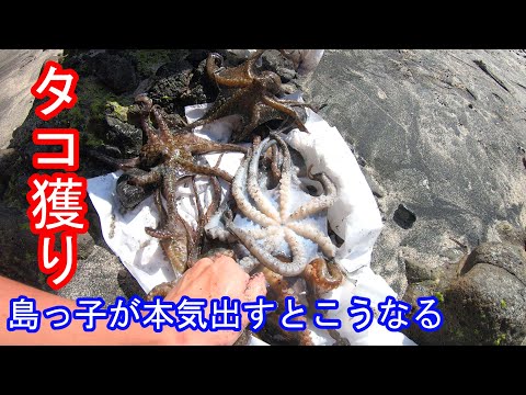 タコ捕り方(小笠原諸島 母島)島っ子のタコ獲り How to catch octopus