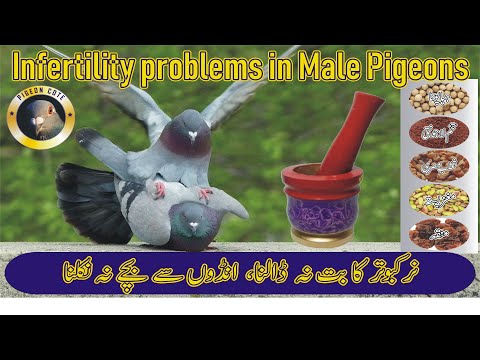 Infertility Problem for Male Pigeon | Kabootar Ka Boot Na Dalne Ka Ilaj | Pigeon Cote by Waleed Alam