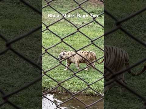 Bhilai Maitri Bagh Zoo | #shorts